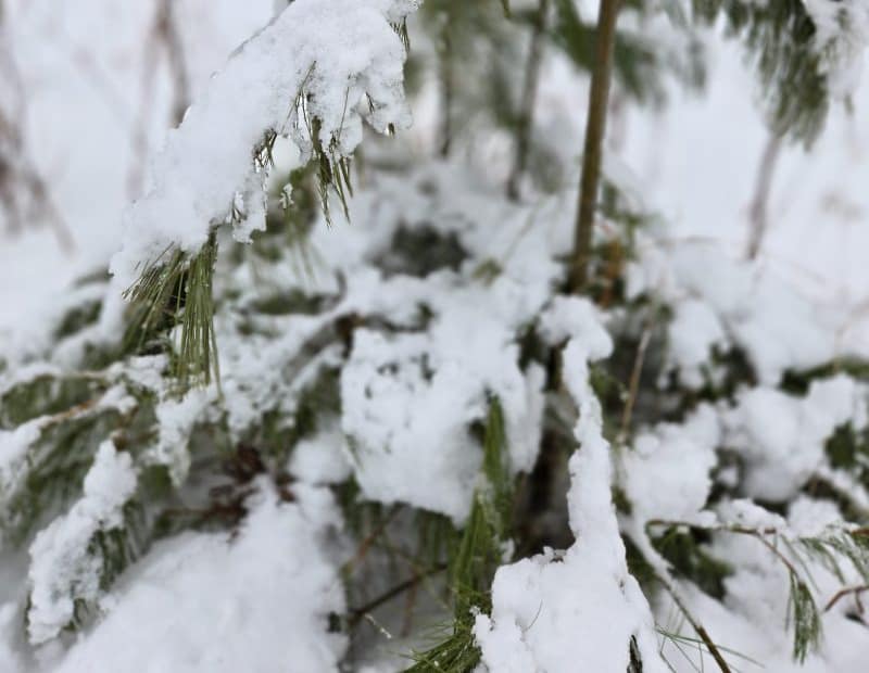 Close-up view of small pine tree with snow on the needles
